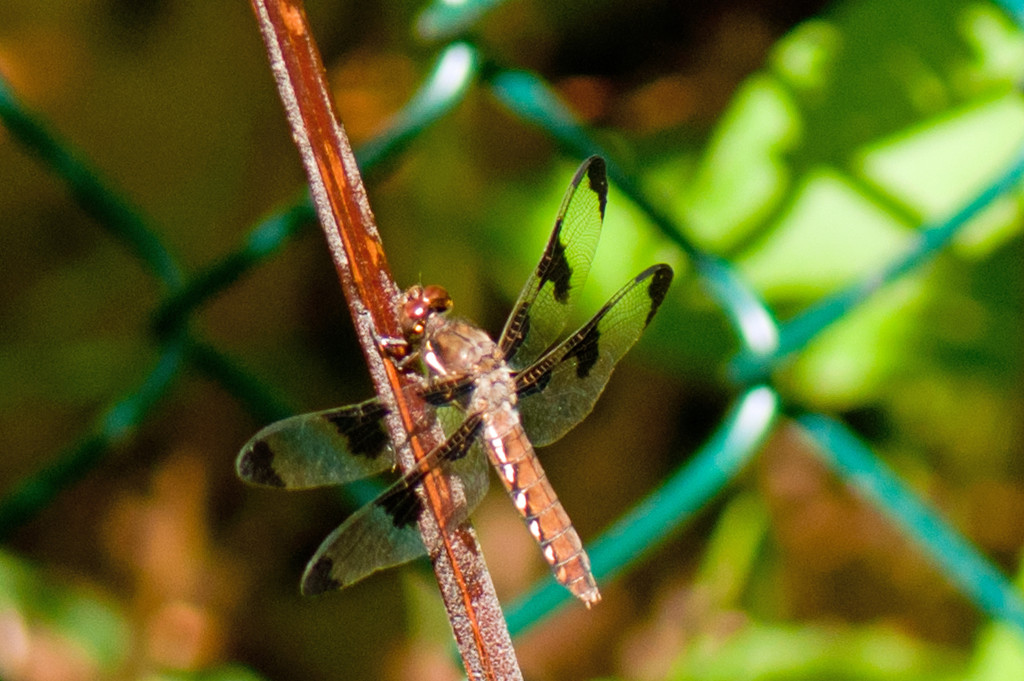 Dragonfly by dianen