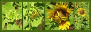 27th Jun 2017 - Sunflowers Opening!