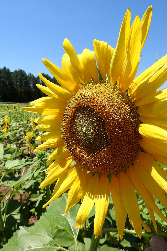 Sunflower in the Summer! by homeschoolmom