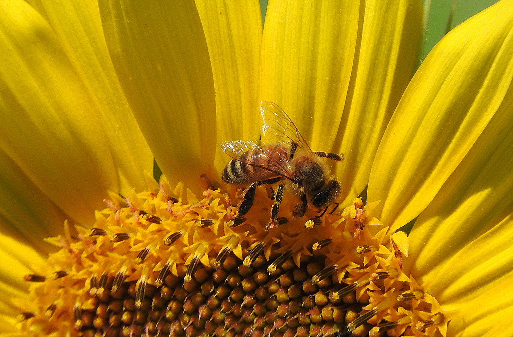 Sunflower honey! by homeschoolmom