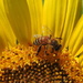 Sunflower honey! by homeschoolmom