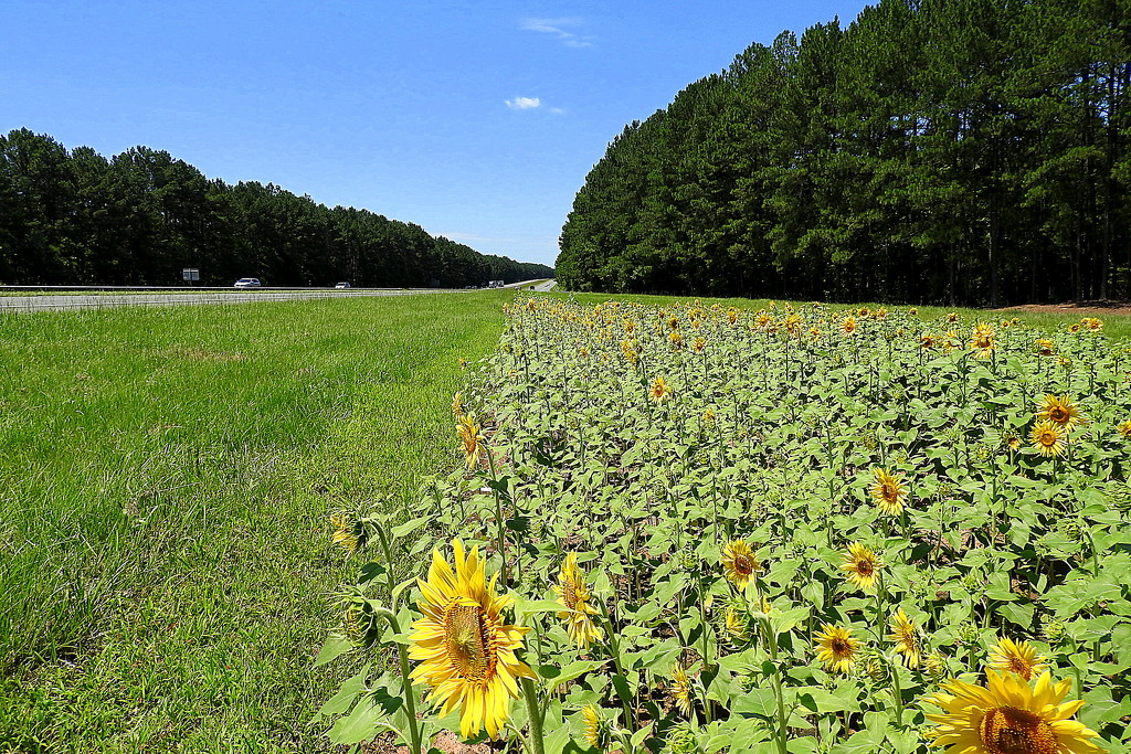 Sunflowers by the Road by homeschoolmom