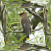 Waxwing Mirror Box by gaylewood