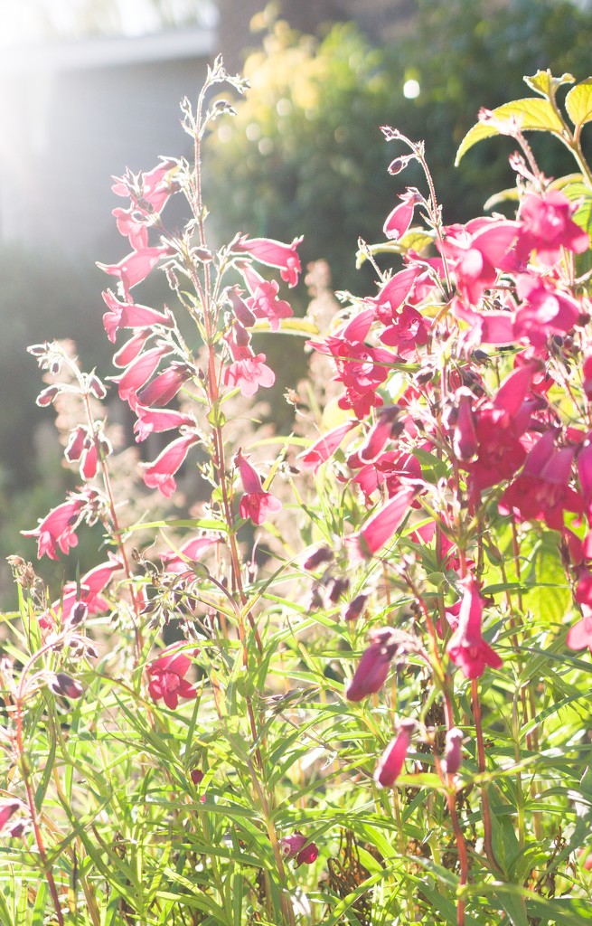 Another bright evening, backlighting the penstemon by cristinaledesma33