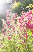 26th Jun 2017 - Another bright evening, backlighting the penstemon