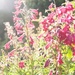 Another bright evening, backlighting the penstemon by cristinaledesma33