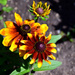 sunflowers by summerfield