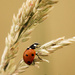 ladybird by shepherdmanswife