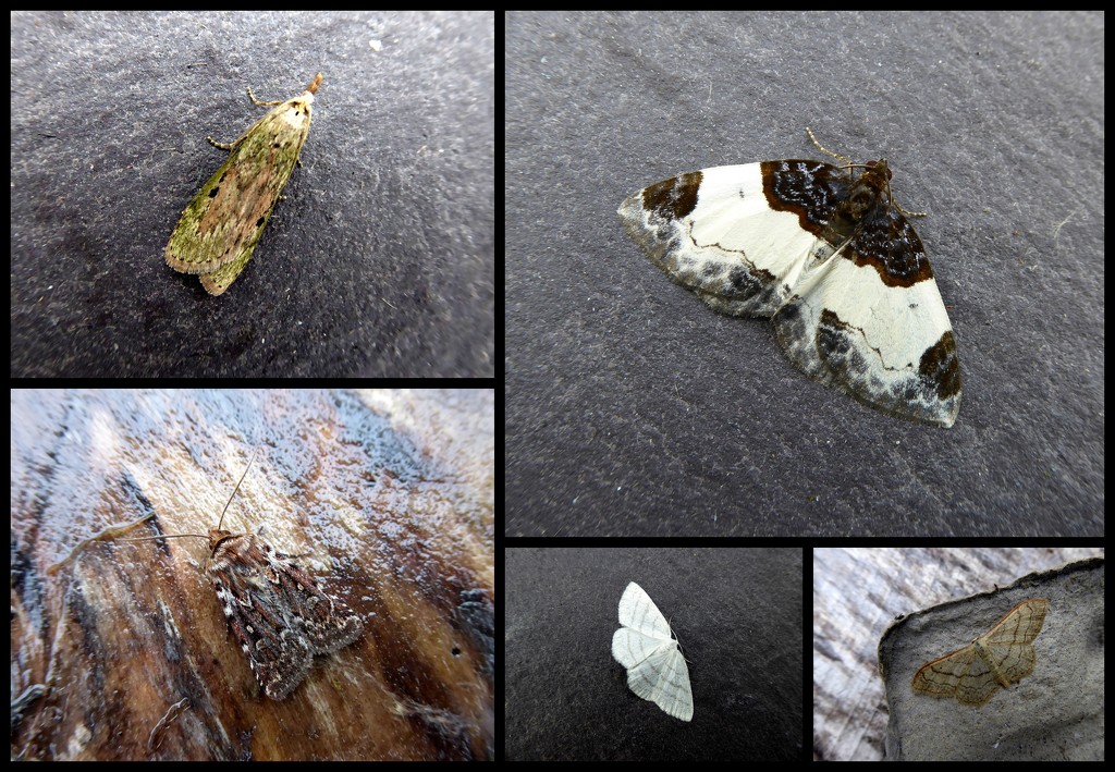 Late june moths 2 by steveandkerry