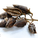 Paulownia seed pods and seeds by dkbarnett