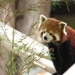 Red Panda by bizziebeeme