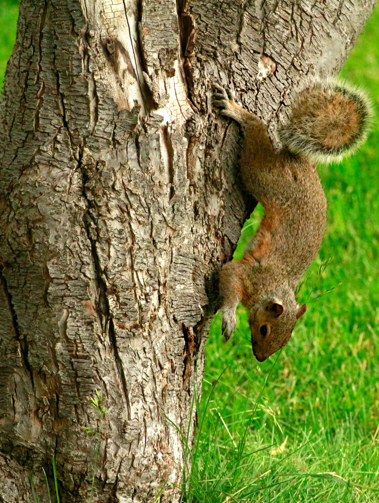 Back Yard Squirrel by gq