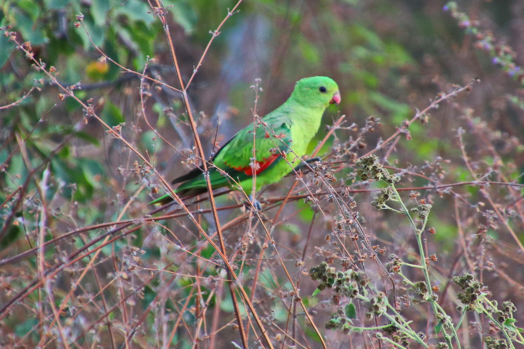 Female Red-Winged Parrot by terryliv