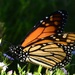 A Magic Monarch Moment _DSC3553 by merrelyn