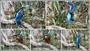 27th Jun 2017 - The many sides of Mr Kingfisher