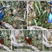 The many sides of Mr Kingfisher by rosiekind