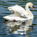 Swan by cdonohoue