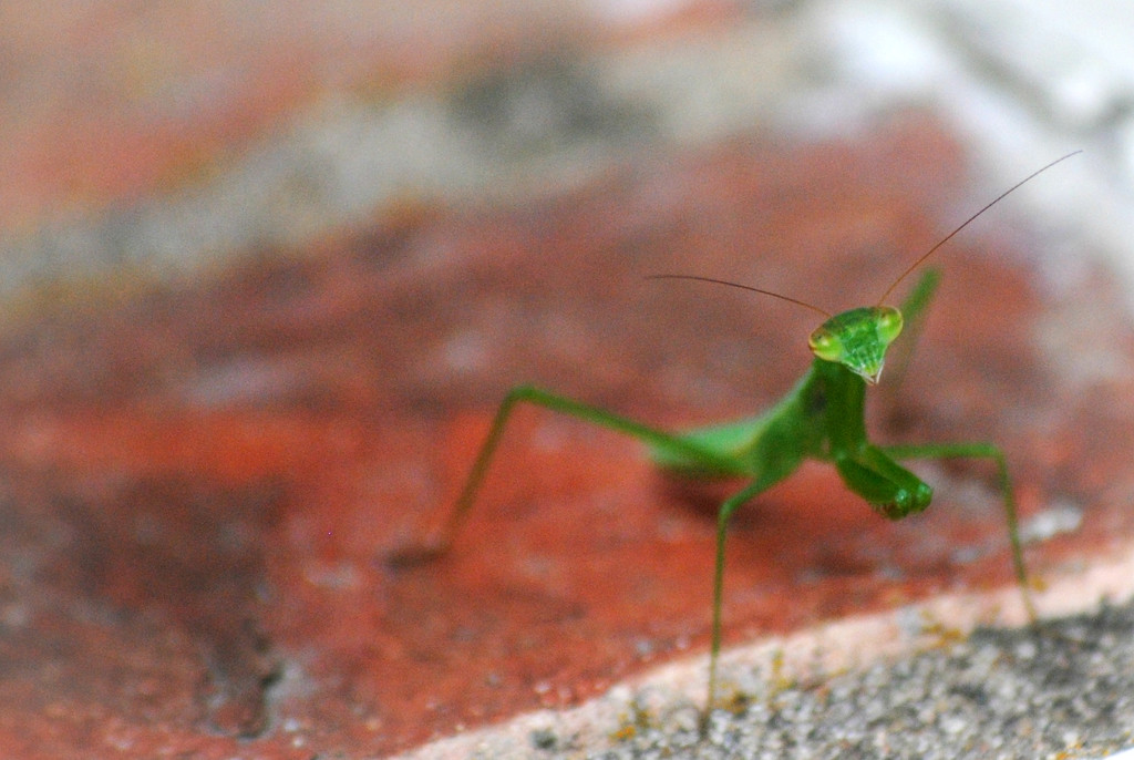 Mr. Mantis Praying in my Window Sill by alophoto