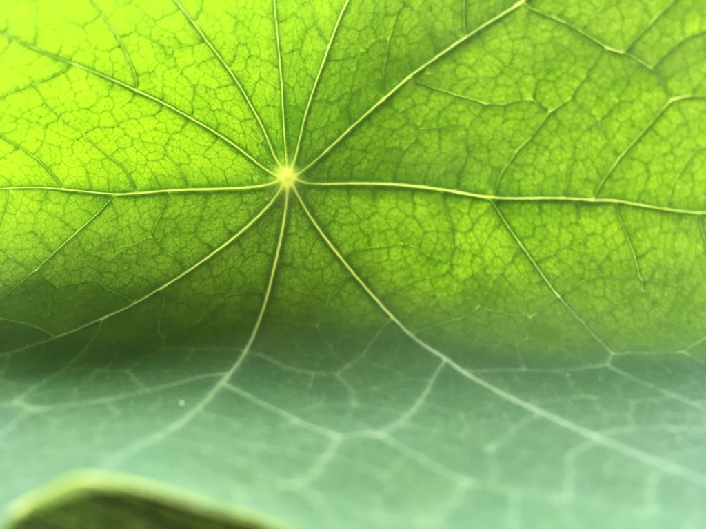 Nasturtium leaf backlit by stimuloog