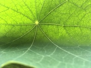 27th Jun 2017 - Nasturtium leaf backlit