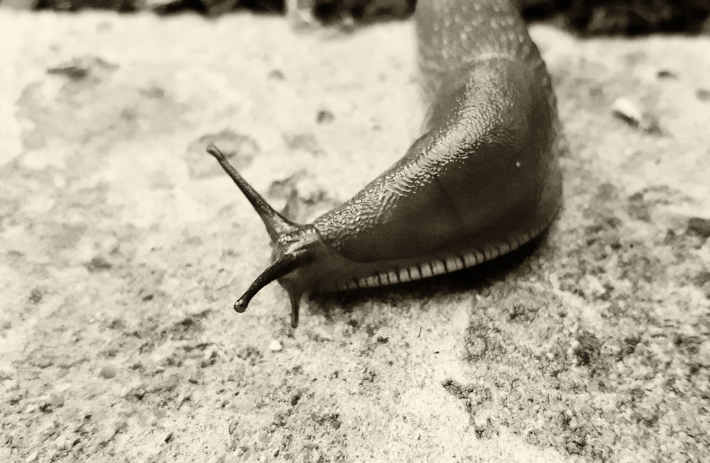 Sepia slug by m2016