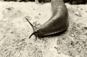 27th Jun 2017 - Sepia slug
