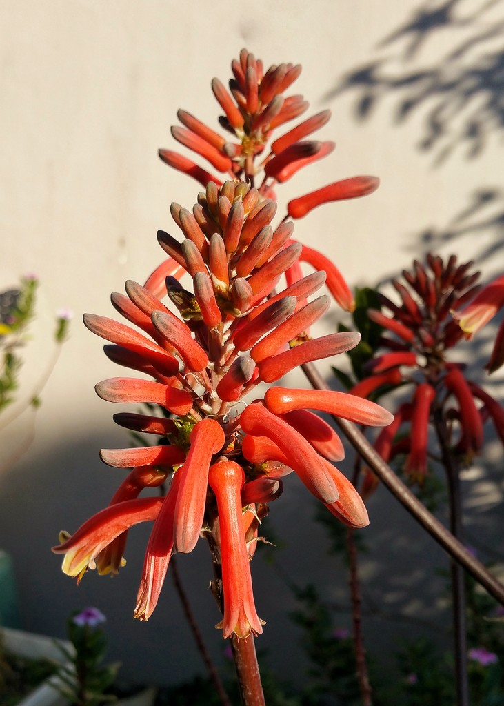 Aloe flower by salza