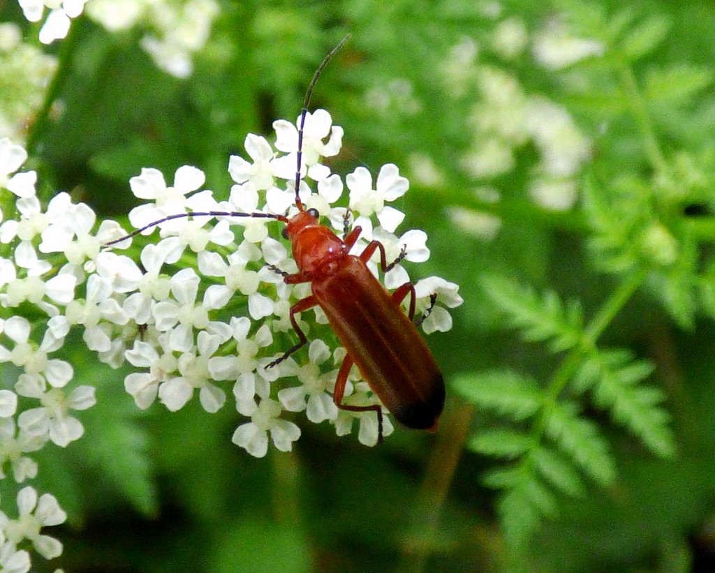 Red Soldier Beetle - Rhagonycha fulva by julienne1