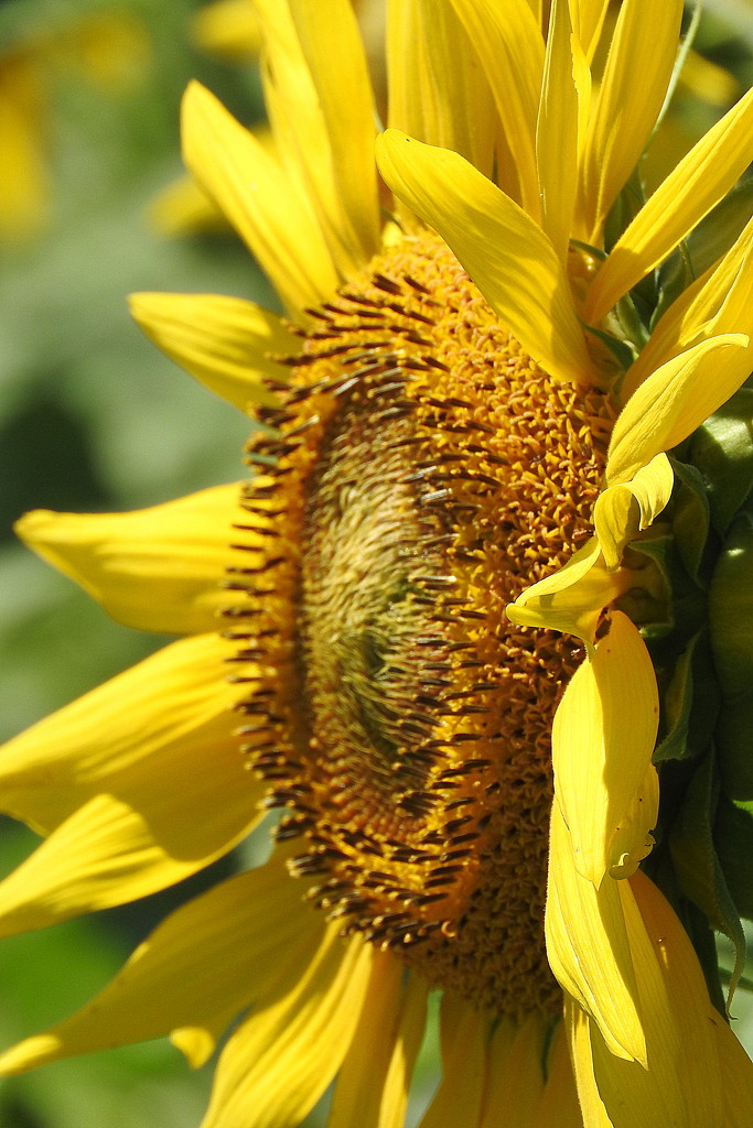 Center of the Sunflower by homeschoolmom