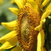 Center of the Sunflower by homeschoolmom