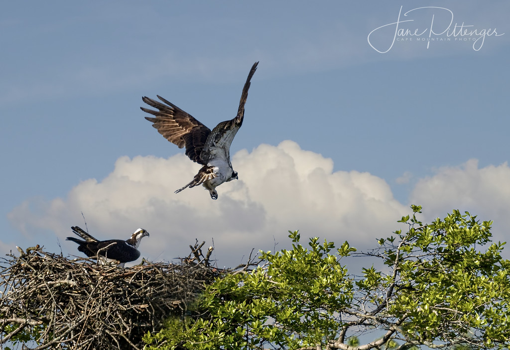 Men Roll Over and Go to Sleep, Osprey Males Fly Off  by jgpittenger