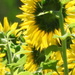 Sunshine on Sunflowers by homeschoolmom