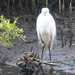 Little Egret 99 your number is up!!! by padlock