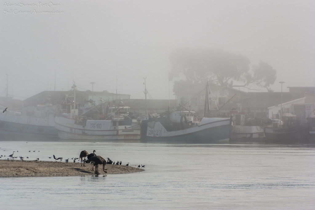 Ostriches & Fishing Trawlers by seacreature