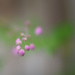 meadow rue  by pistache
