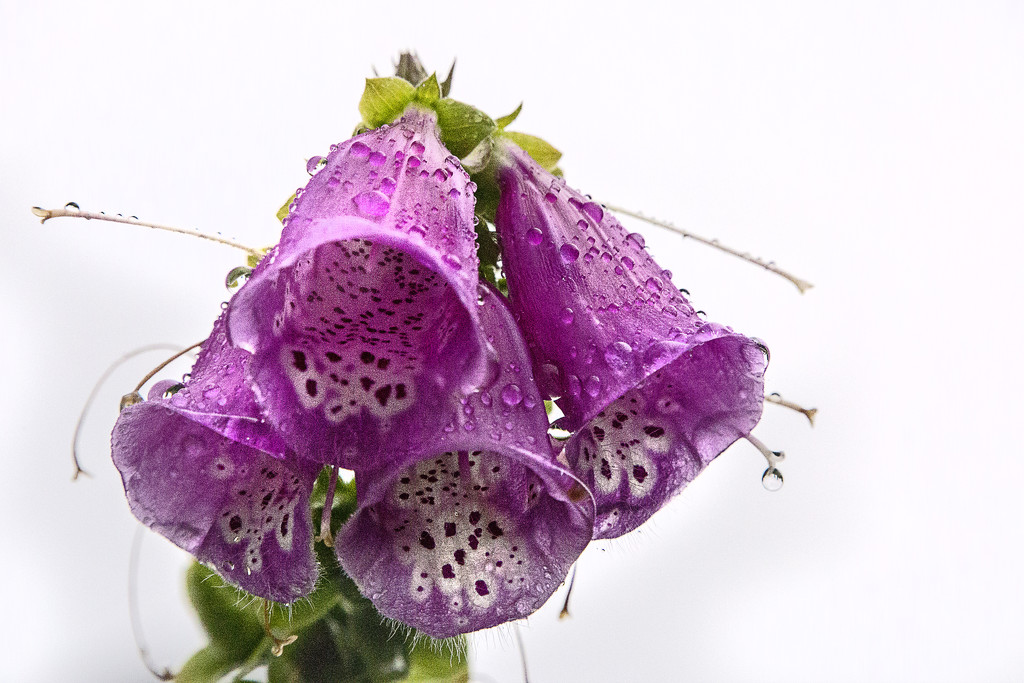 Foxglove after the Rain by megpicatilly