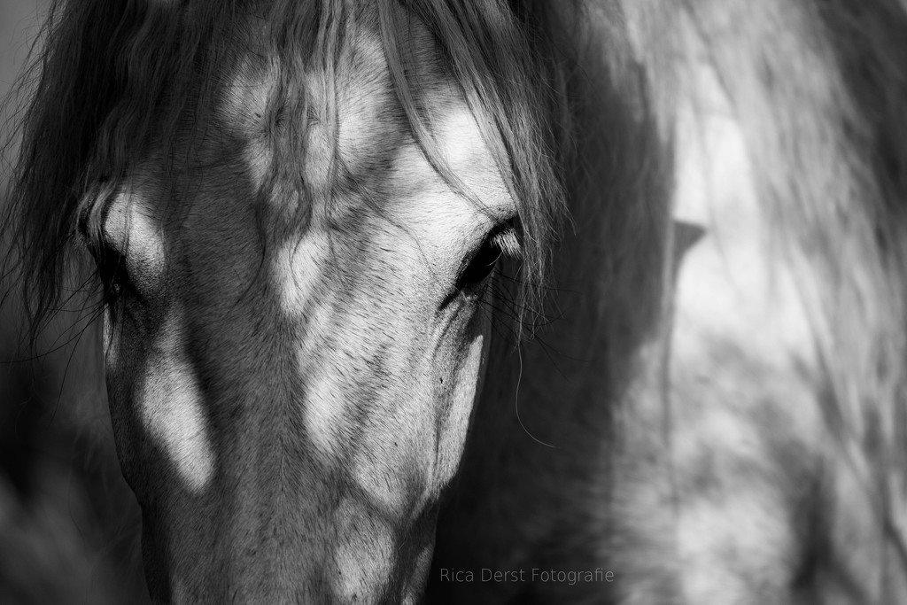 Shadow-Horse by ricaa