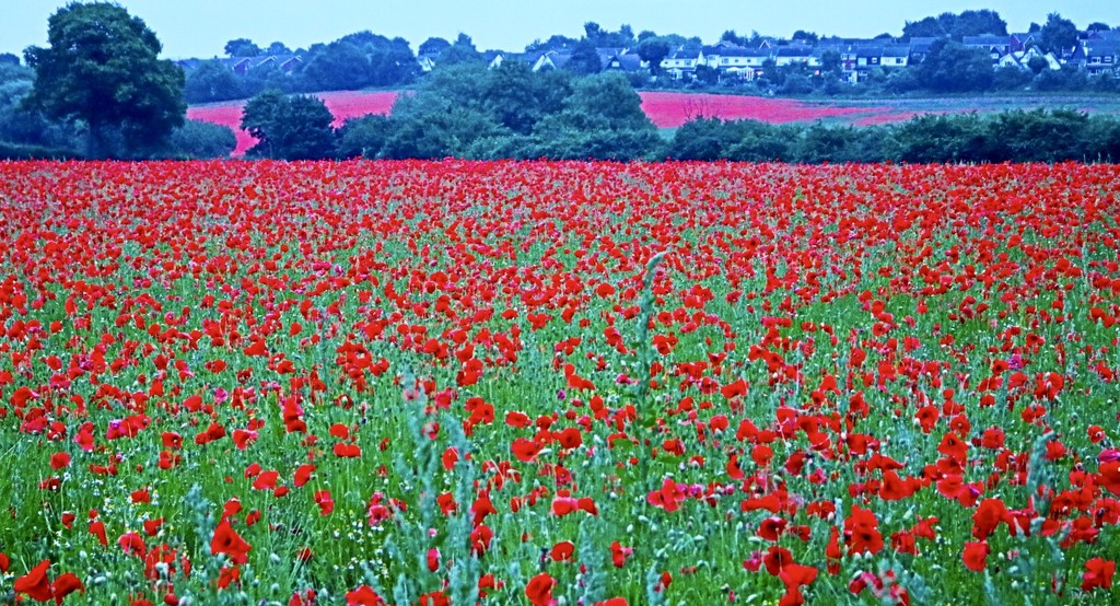 "Poppies Sir!! Thousands of 'em" by phil_sandford
