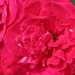 My Husbands Red Roses by paintdipper
