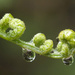 Unfurling With Drops by gaylewood