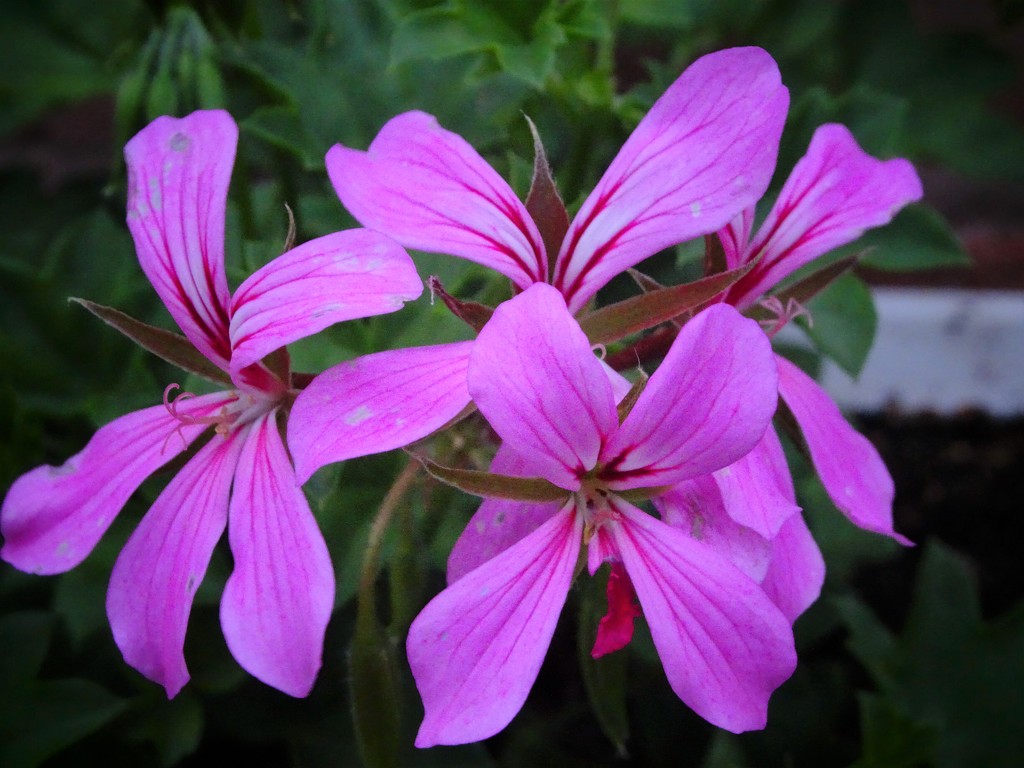 Trailing geranium 2 by beryl