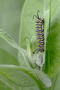 27th Jun 2017 - Monarch Caterpillar!