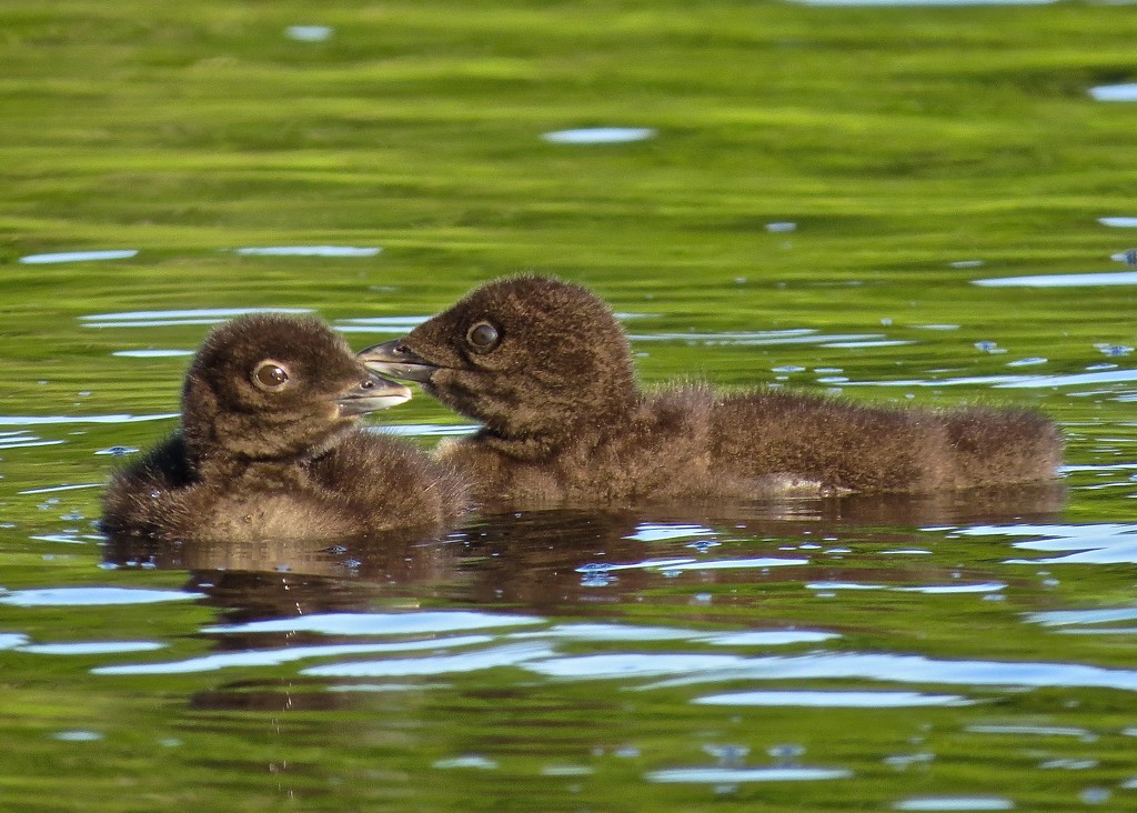 Loon Chicks by rob257