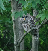 27th Jun 2017 - Chesapeake Barre Owl