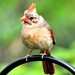 Female baby cardinal by sailingmusic