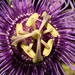 Passion Flower up Close! by rickster549