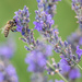 Lavendar Loving Pollinator by jbritt