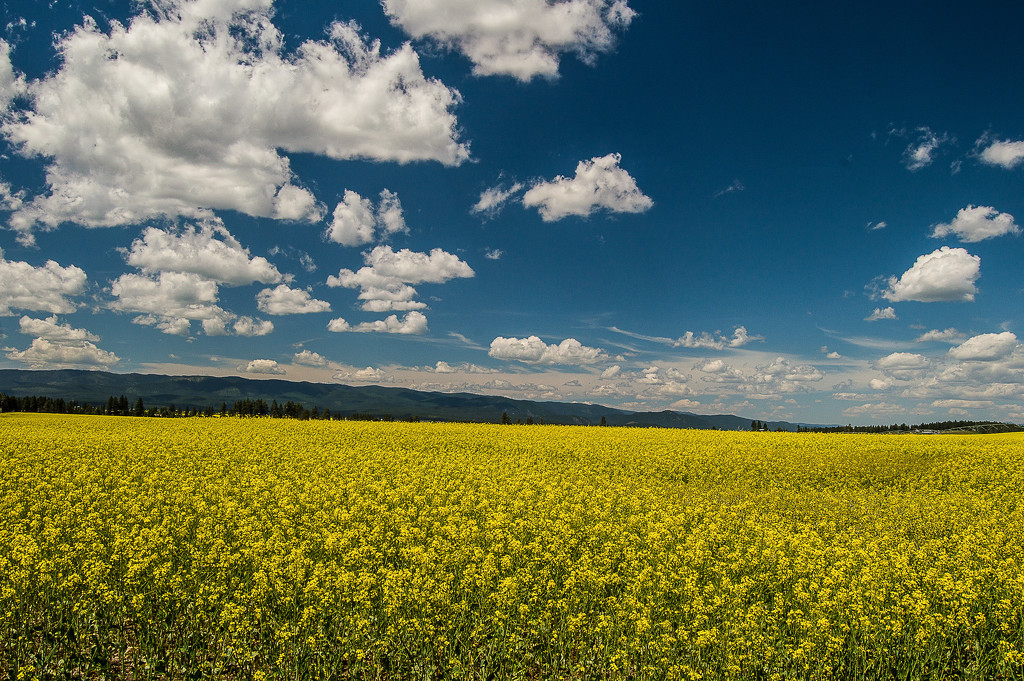 Canola and Clouds by 365karly1