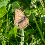 26th Jun 2017 - Butterfly Brown Square