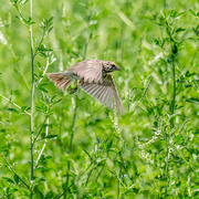 27th Jun 2017 - Savannah Sparrow in Flight